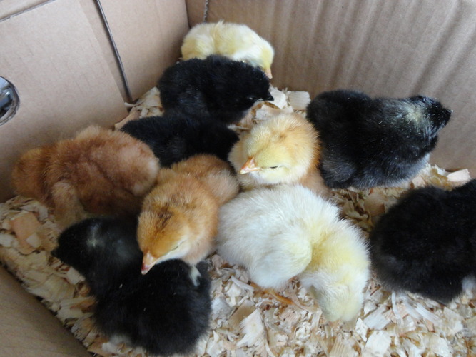 fewer-chicks-means-cooler-chicks